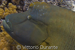 Cheilinus Undulatus by Vittorio Durante 